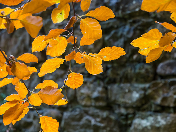2013-11 Autumnal Craigmonie Wood