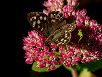 Speckled Wood Butterfly (Pararge aegeria)