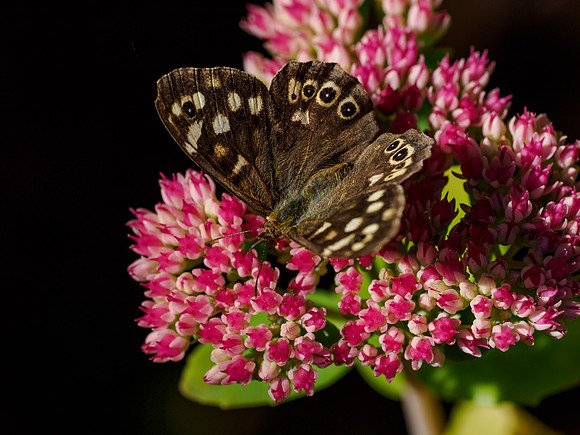 Speckled Wood Butterfly (Pararge aegeria)