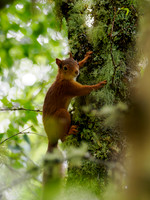 Scurrying Squirrel