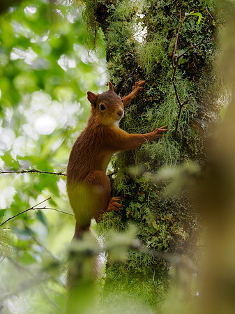 Scurrying Squirrel