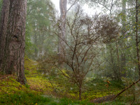 Web Tree