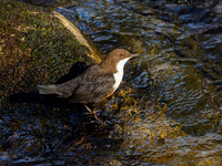 Nethy Dipper