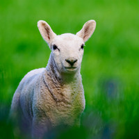 Lamb