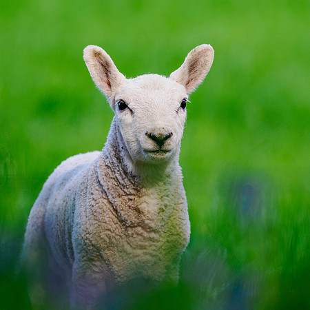 Lamb