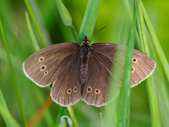 Ringlet (Aphantopus hyperantus)