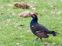 Black Grouse (Tetrao tetrix)