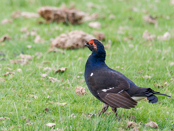 Black Grouse (Tetrao tetrix)