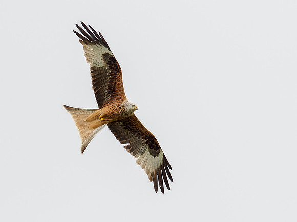 Red Kite (Milvus milvus)