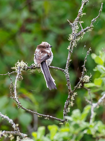 Long-tailed Tit