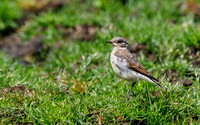 Juvenile Wheatear