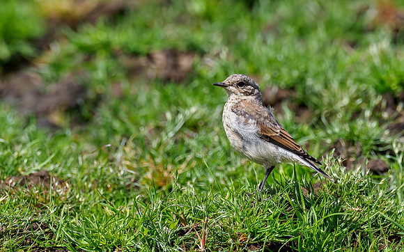Juvenile Wheatear