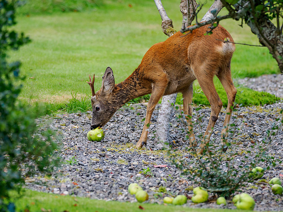 Caught in the Act