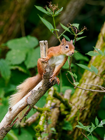 20240805-Red Squirrel-OM016976-Enhanced-NR