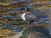 Nethy Dipper