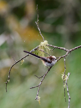 Long-tailed Tit