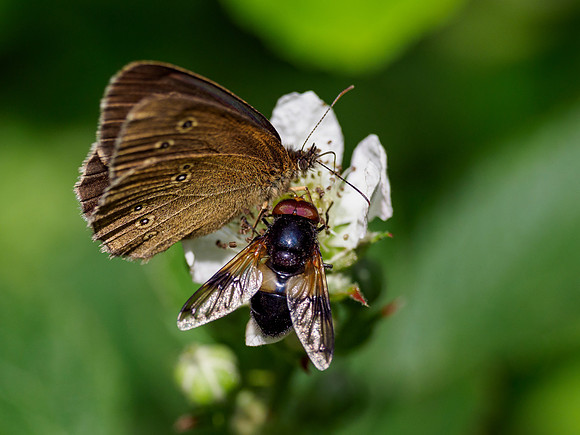 Ringlet on Bramble Flower