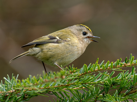 Goldcrest (Regulus regulus)
