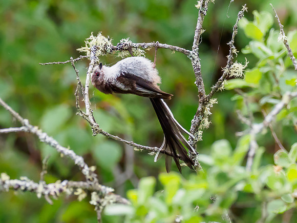 Long-tailed Tit