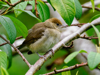 Juvenile Blackcap