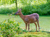 Female Roe Deer (Capreolus capreolus)