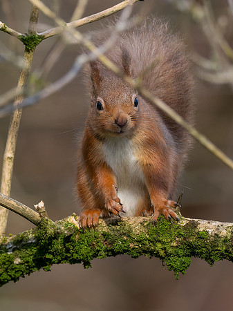 20250220-Red Squirrel-OM011338