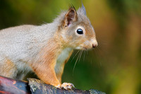 Squirrel Close-up