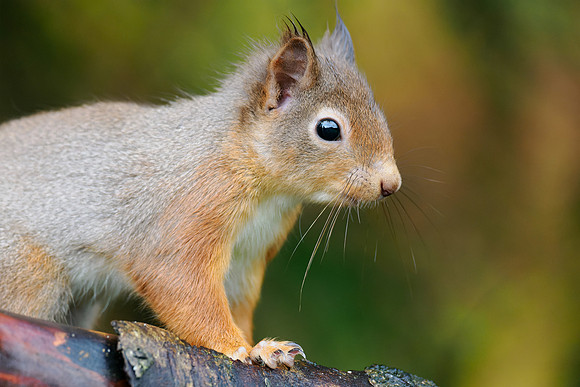 Squirrel Close-up