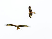 Red Kite (Milvus milvus)