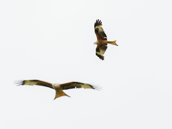Red Kite (Milvus milvus)