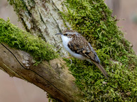 Treecreeper (Certhia familiaris)