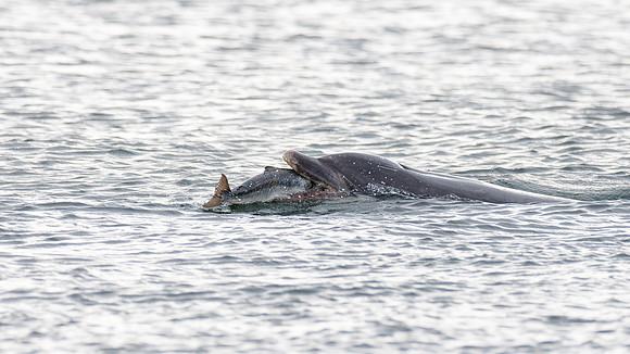 Atlantic Salmon v Bottlenose Dolphin