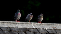 Rock dove/Feral pigeon Columba livia