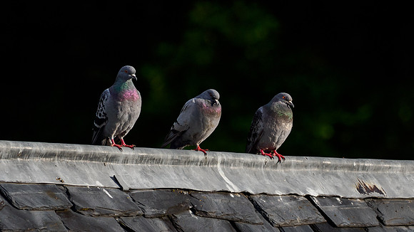 Rock dove/Feral pigeon Columba livia
