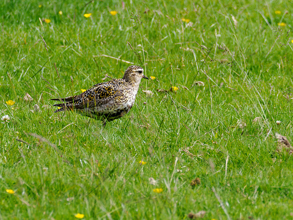 Golden Plover (Pluvialis Apricaria)
