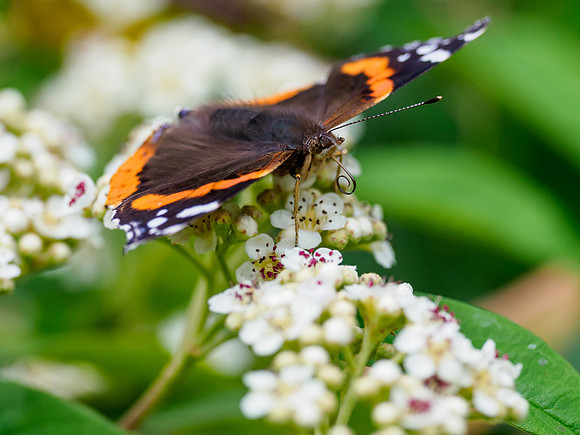 20220624-Garden Animals-EM128434