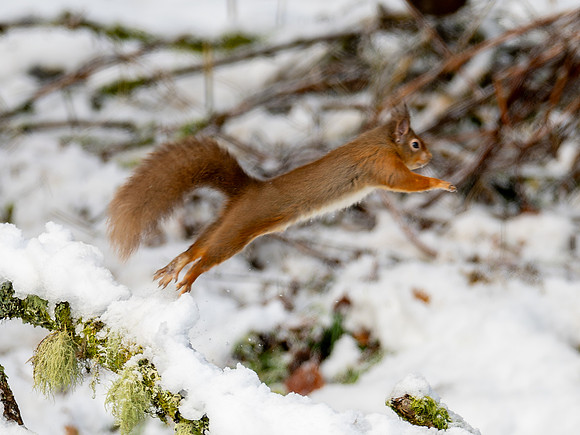 Ski Jump