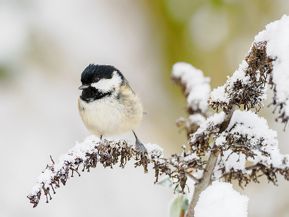 Coal Tit