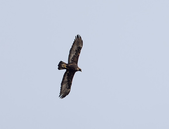 Golden Eagle (Aquila chrysaetos)