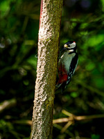 Great Spotted Woodpecker in the Shadows