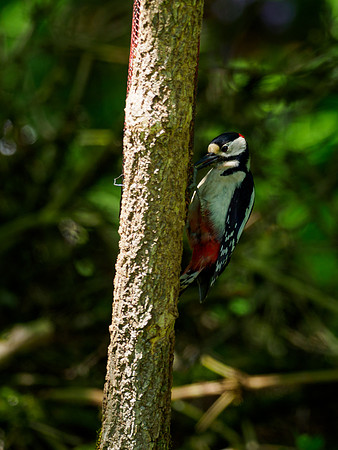Great Spotted Woodpecker in the Shadows