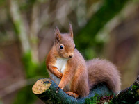 Red Squirrel (Sciurus vulgaris)