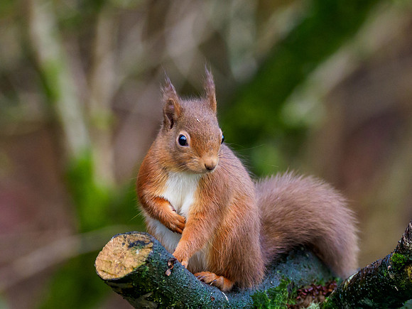 Red Squirrel (Sciurus vulgaris)