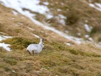 Mountain Hare
