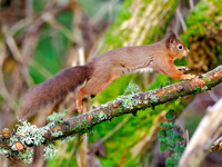 Red Squirrel On The Move