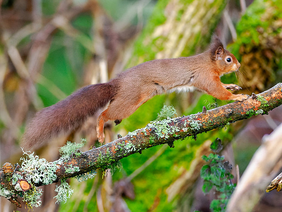 Red Squirrel On The Move