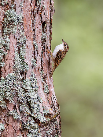 20250427-Balmacaan Wood-OM016425