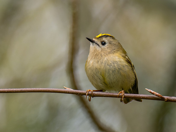 Goldcrest (Regulus regulus)