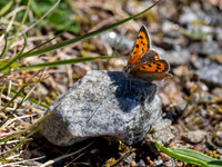 Small Copper Butterfly