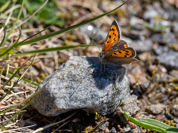 Small Copper Butterfly